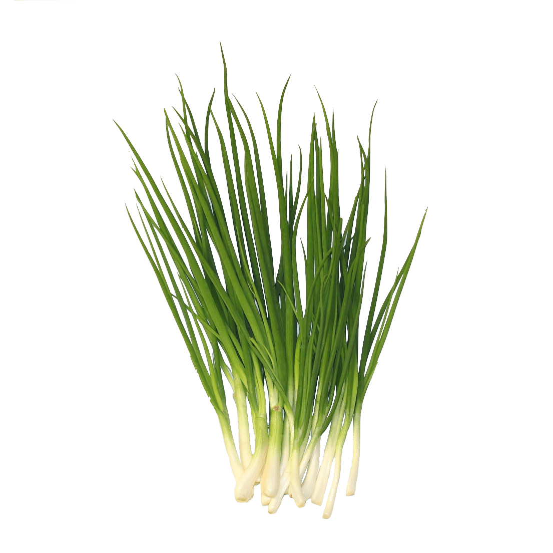 Spring Onion